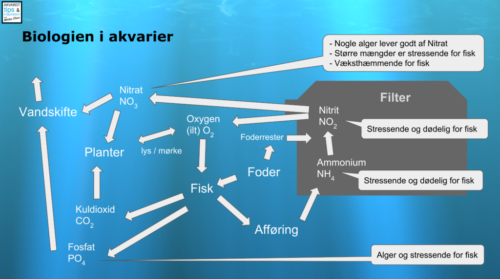 Biologien i akvariet - Akvarist Tips Inspiration med Morten Steno