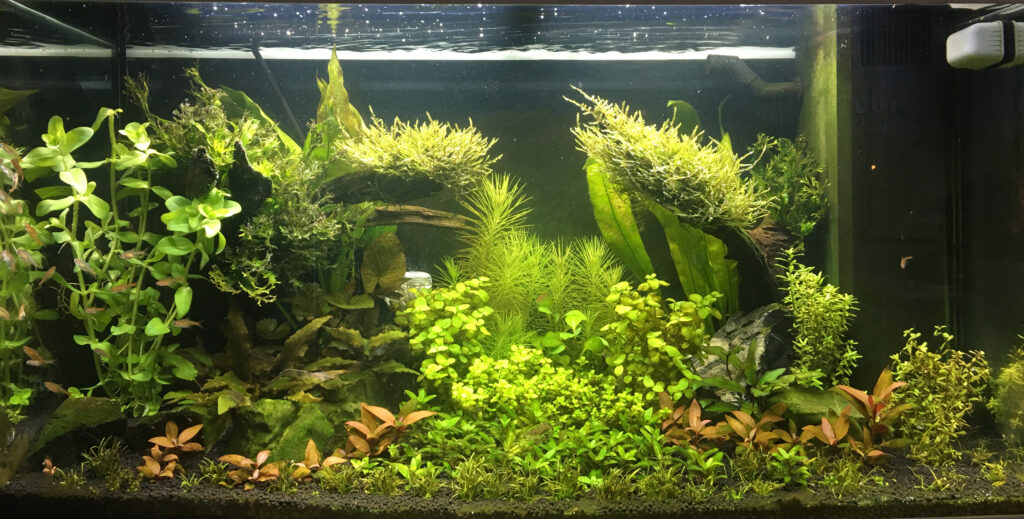 AkvarieSNAK 125 liter - Janus