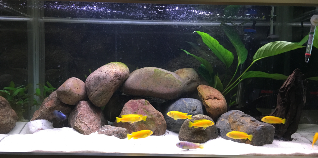 AkvarieSNAK 128 liter - Bertram