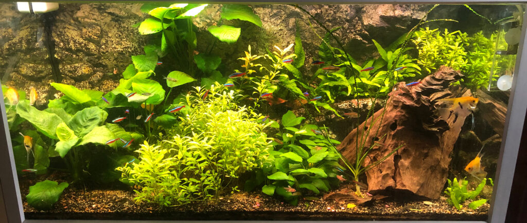 AkvarieSNAK 250 liter - Thomas