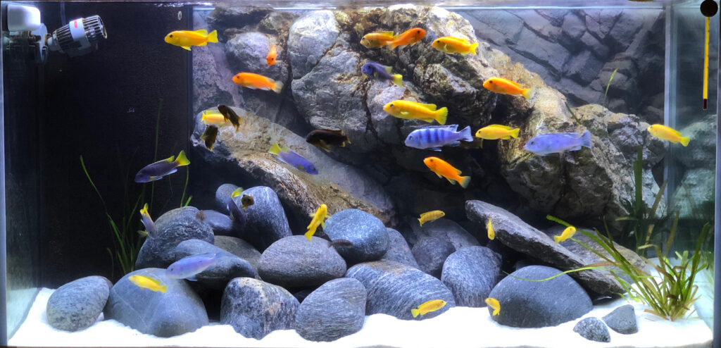 AkvarieSNAK 275 liter - Benjamin