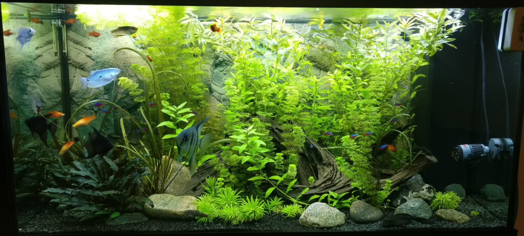 AkvarieSNAK 350 liter - Martin L - IMG_20190321_201925