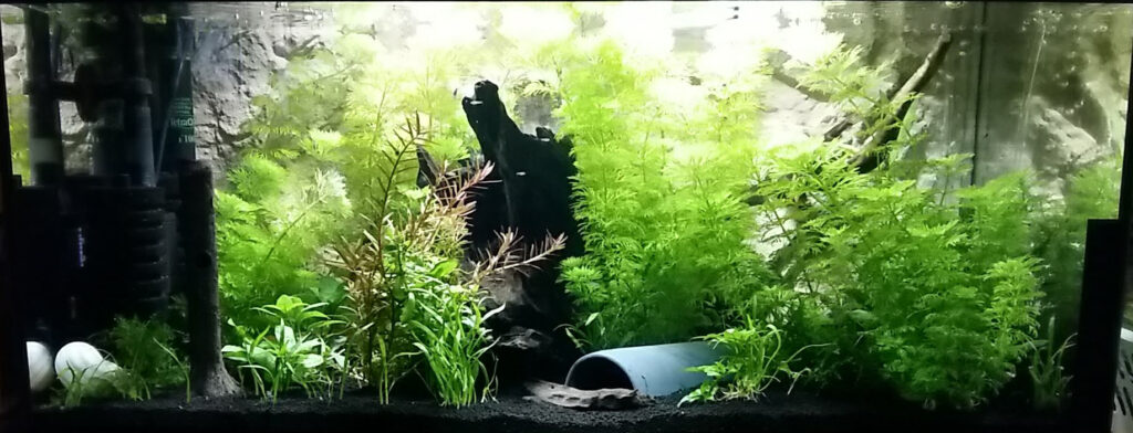AkvarieSNAK 54 liter - Sebastian - 20190316_160835-1