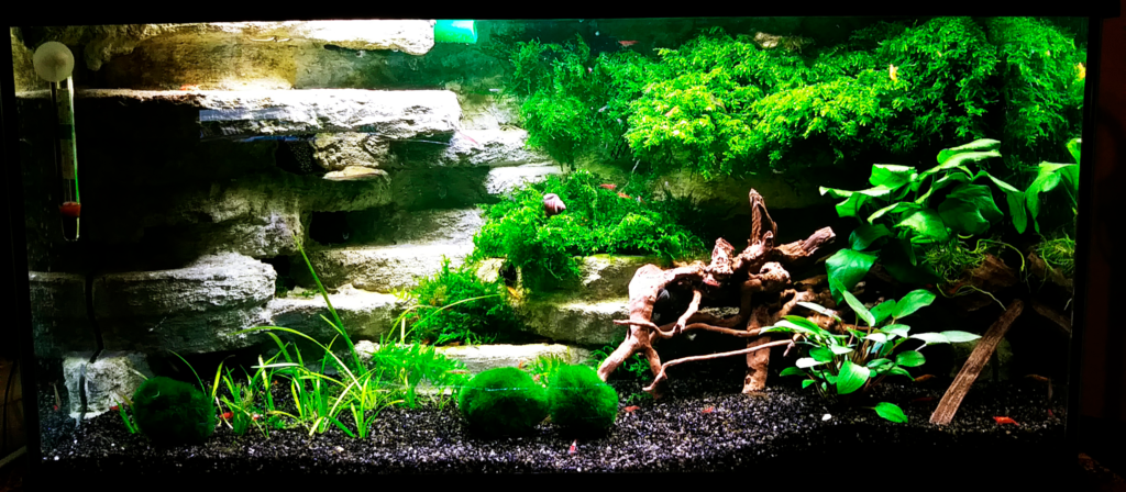AkvarieSNAK - Allan - 54L