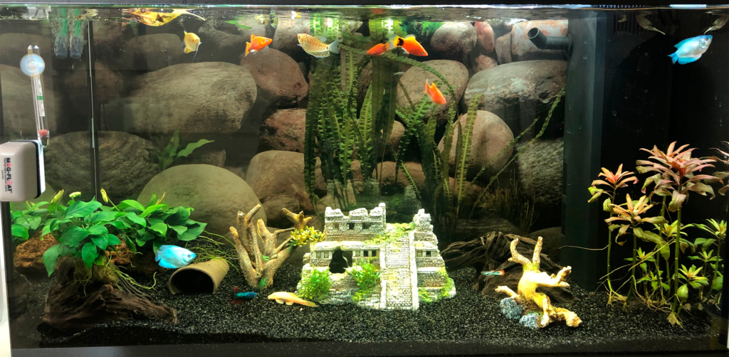 AkvarieSNAK - Elias - 125L