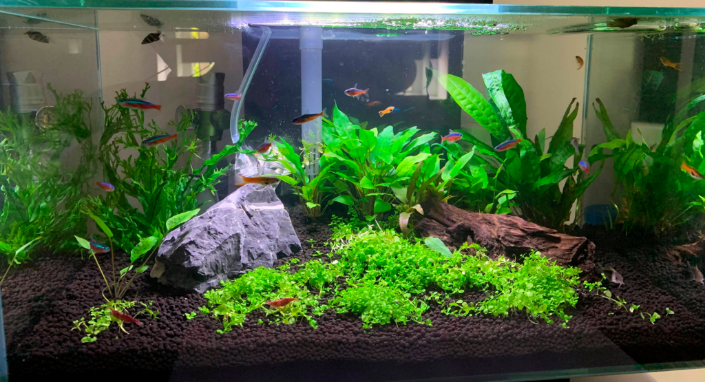 AkvarieSNAK - Emil - 25L