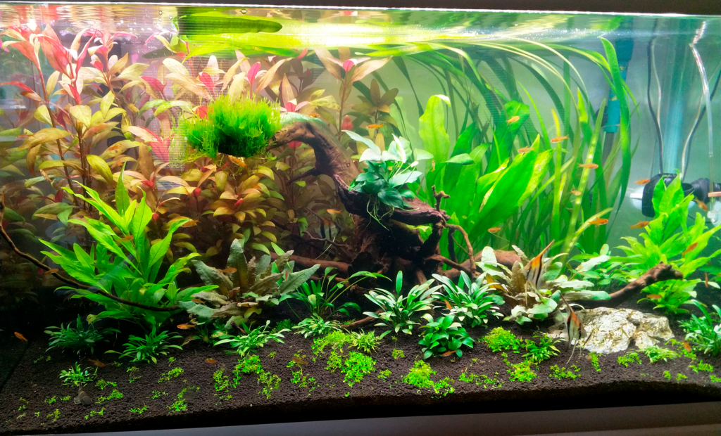 AkvarieSNAK - Ib - 250L