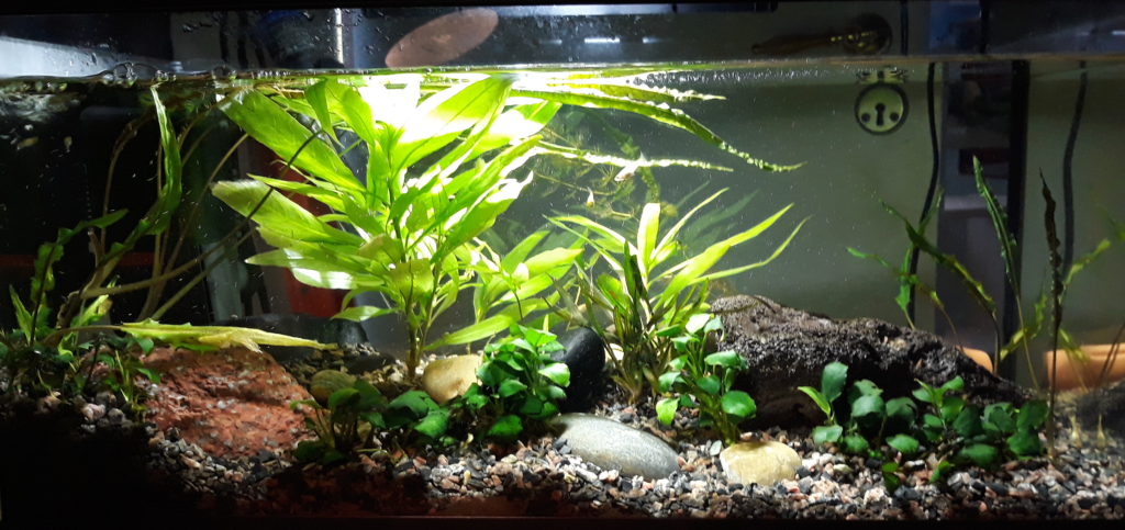 AkvarieSNAK - Mathias