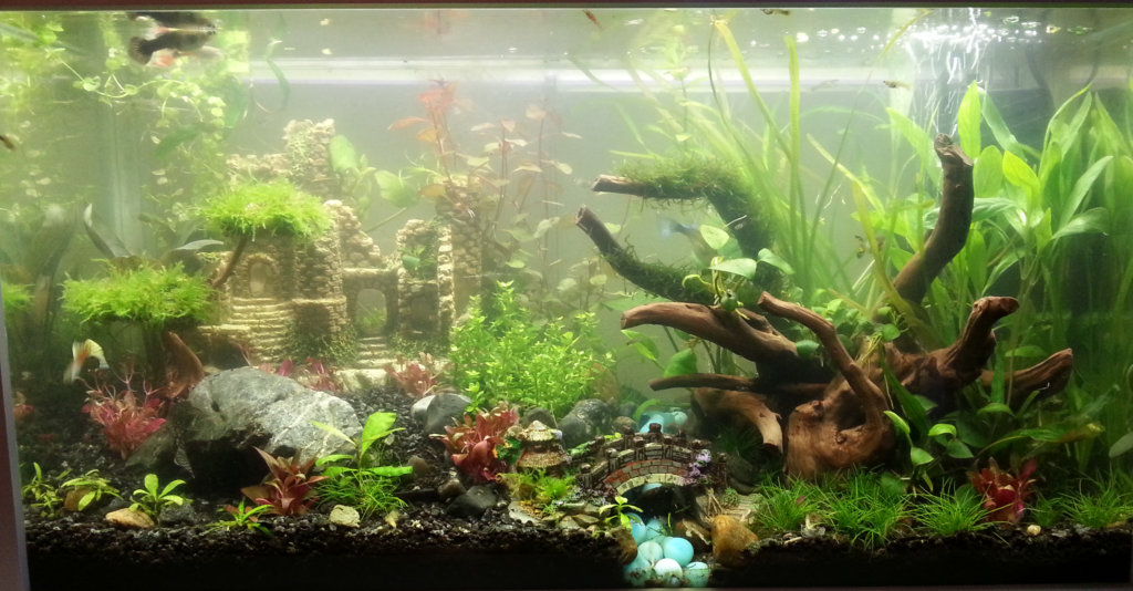AkvarieSNAK - Nicolaj - 54L