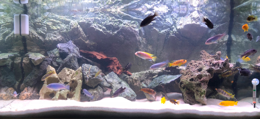 AkvarieSNAK 17 Stefan 250L
