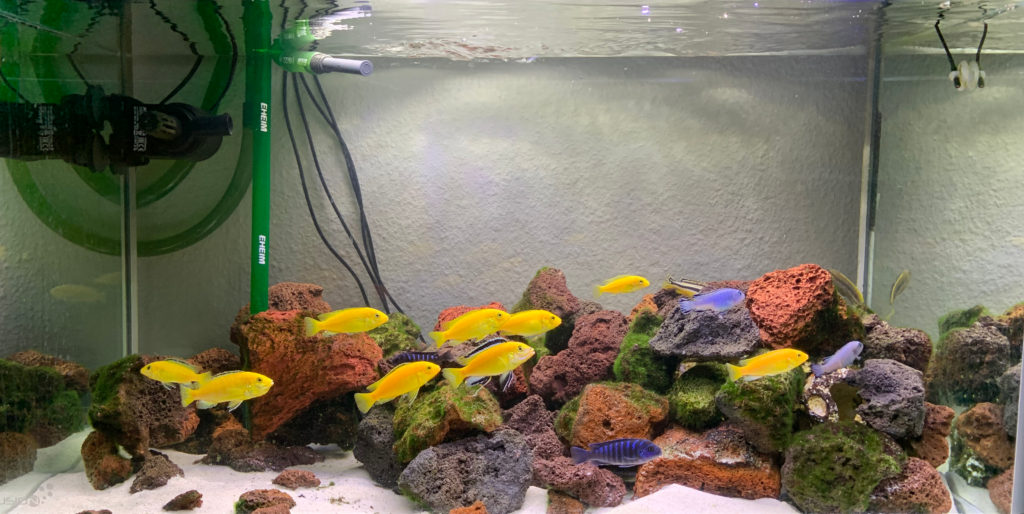 AkvarieSNAK 19 Alexander - 144 liter - image3