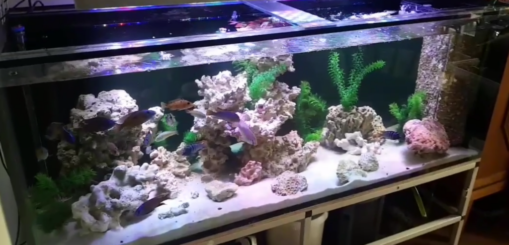 AkvarieSNAK 22 Anders 650L