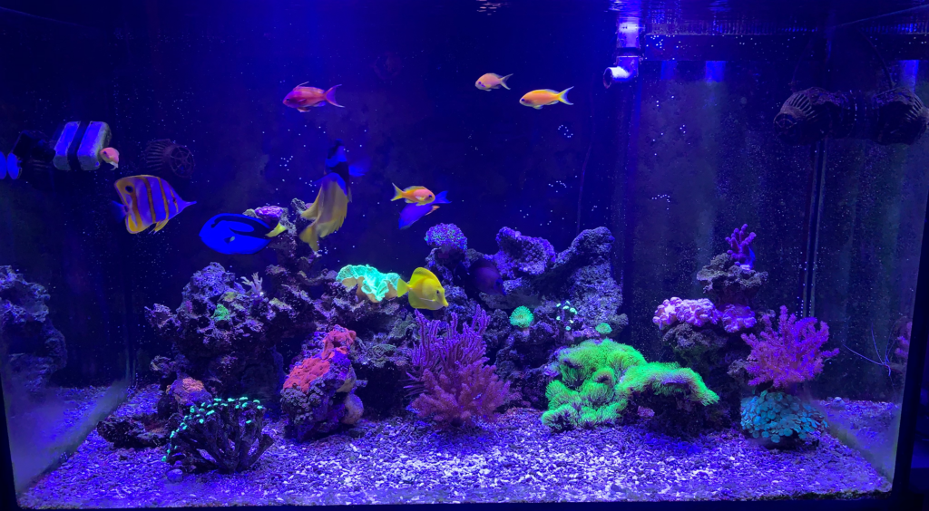 AkvarieSNAK 24 Finn - 500L