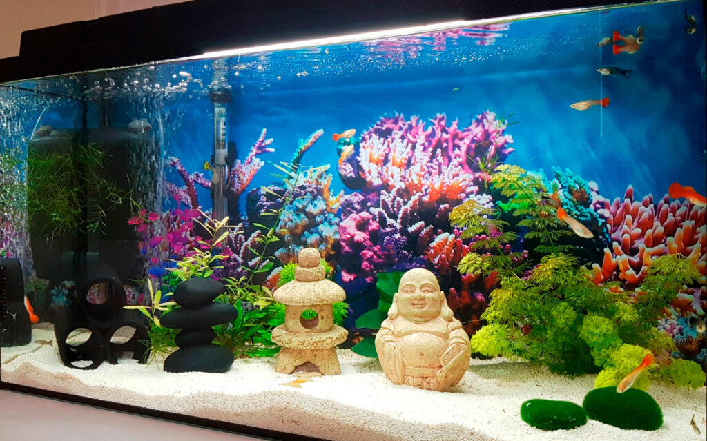 Akvarist Tips Inspiration AkvarieSNAK - 26 - Susie 90L - Snapchat-1279519113 - roteret
