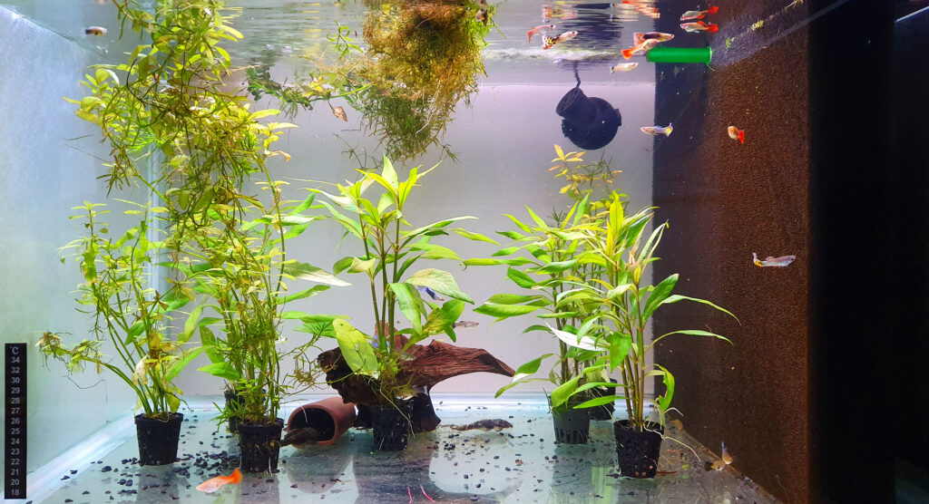 Akvarist Tips Inspiration AkvarieSNAK - 27 - Jan 255 liter - 20190821_173634