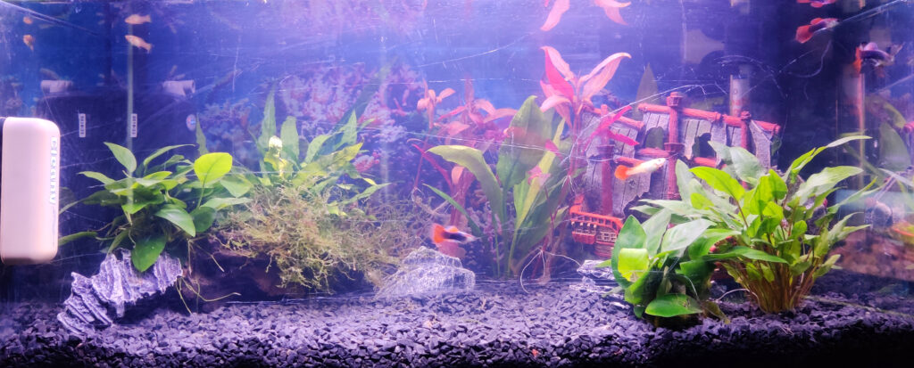 Akvarist Tips Inspiration AkvarieSNAK - 29 - Casper 54L - IMG_20200130_143740
