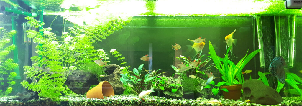 Akvarist Tips Inspiration AkvarieSNAK - 31 - William 240L - 20200206_154723
