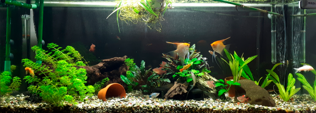 36 - William 240L 1 - AkvarieSNAK ATI WEB