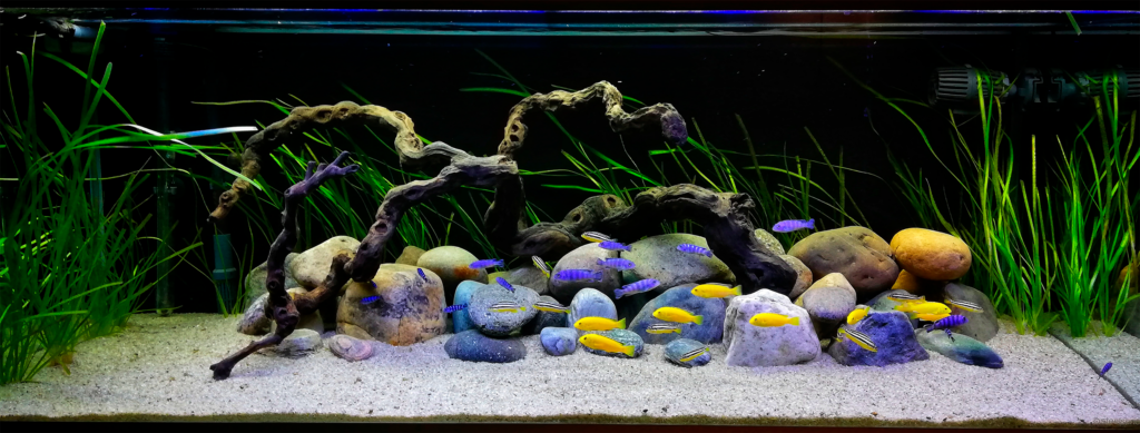 38 - Kristian 325L 1 - AkvarieSNAK ATI-01 WEB