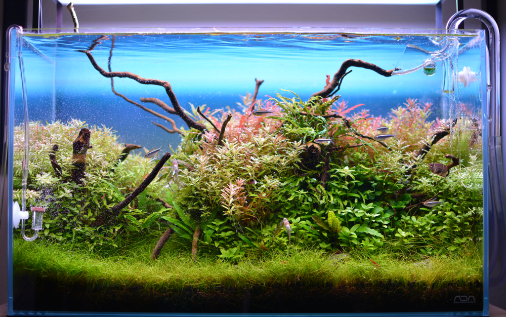 42 - Carl 65L - 7ADDFC36-ADE0-43D1-8B89-DF4459A658A7 - AkvarieSNAK YouTube Akvarist Tips Inspiration