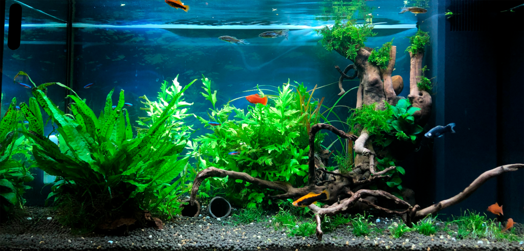 43 - Oliver 125L 1 - IMG_1001 - AkvarieSNAK YouTube Akvarist Tips Inspiration