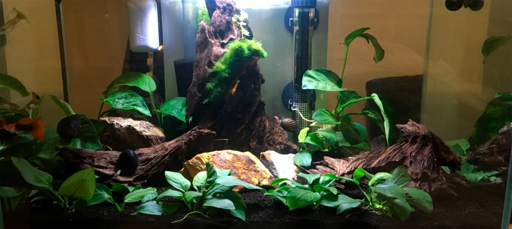 48 - Rasmus 23L - IMG_4627 1 - AkvarieSNAK ATI