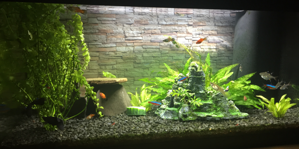 51 - Lasse - 54L - Selskab - AkvarieSNAK 8 Akvarist Tips Inspiration