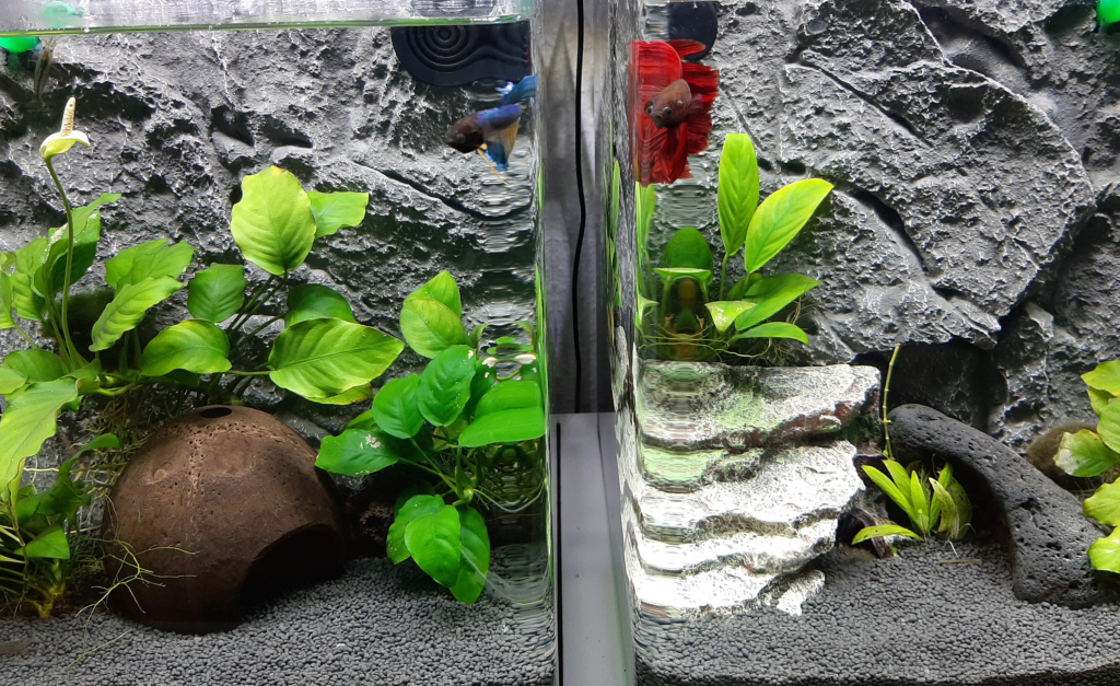 52 - Tommi 32 liter - AkvarieSNAK 8 Akvarist Tips Inspiration