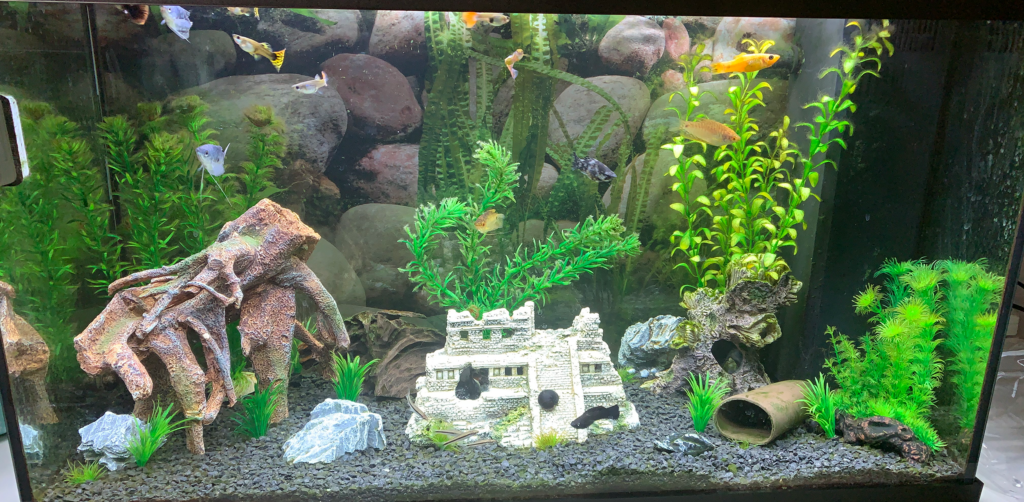 53 - Elias 125 liter - AkvarieSNAK 8 Akvarist Tips Inspiration