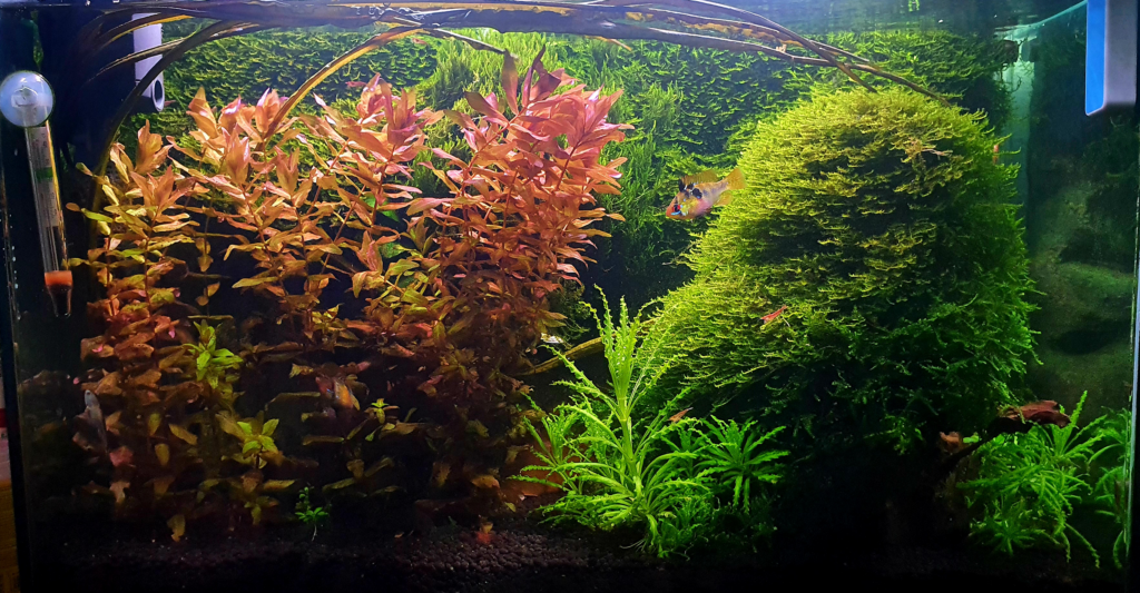 54 - Mikkel - 150L - planteakvarie - AkvarieSNAK 8 Akvarist Tips Inspiration