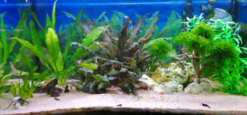 55 - Emil - 54 - Selskab - AkvarieSNAK 8 Akvarist Tips Inspiration