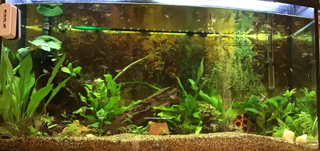 Ida - 200L - AkvarieSNAK - Akvarist Tips og Inspiration