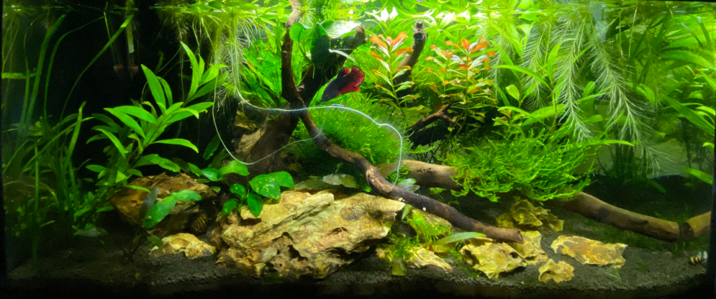 Jacob - 54L - AkvarieSNAK - Akvarist Tips og Inspiration