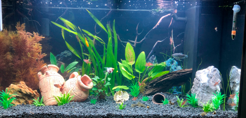 Lara - 125L - AkvarieSNAK - Akvarist Tips og Inspiration