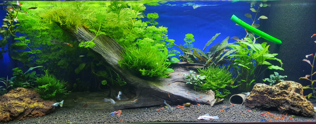 Lennart - 128L - AkvarieSNAK - Akvarist Tips og Inspiration