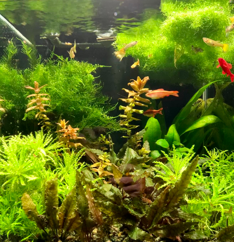 Michael - 60L - AkvarieSNAK - Akvarist Tips og Inspiration