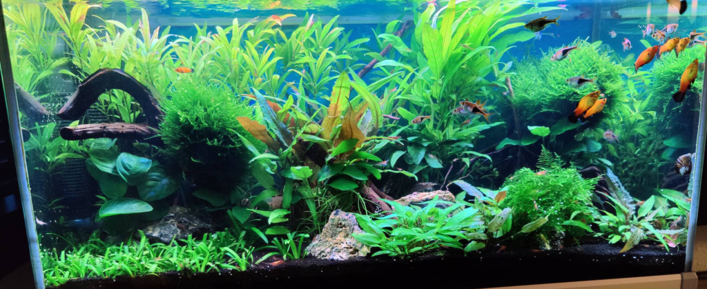 Nicklas - 80L - Akvarie - AkvarieSNAK - Akvarist Tips og Inspiration