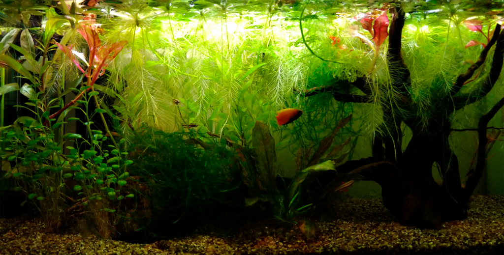 Valdemar 54L - AkvarieSNAK - Akvarist Tips og Inspiration