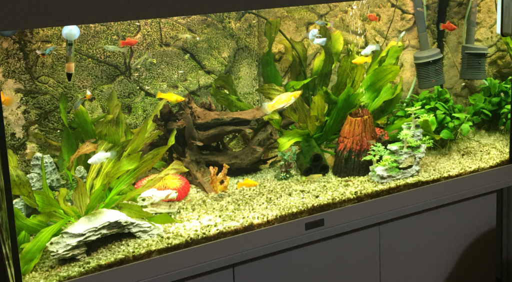 William - 180L - AkvarieSNAK - Akvarist Tips og Inspiration