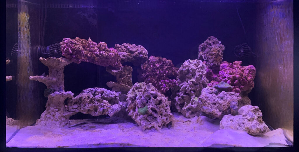 Saltvand 330L - del 3 - 2022-03-15 - Akvarist Tips Inspiration