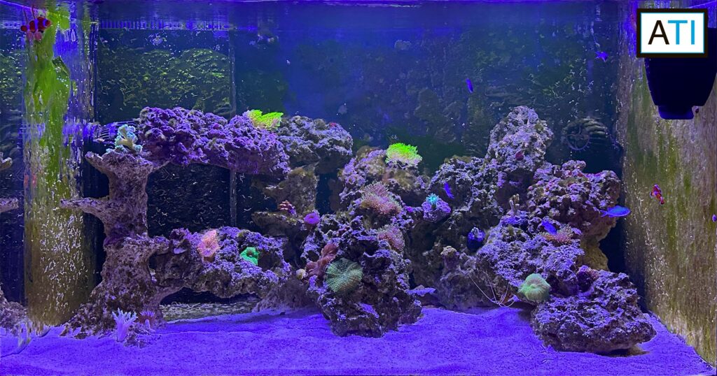 Saltvand 330 liter - del 8 - af Akvarist Tips & Inspiration
